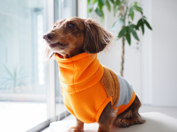 犬服　ダックスちゃんのファー付きハイネックタンクトップ　オレンジ×グレー 3枚目の画像