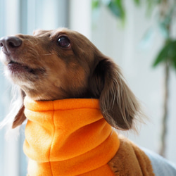 犬服　ダックスちゃんのファー付きハイネックタンクトップ　オレンジ×グレー 2枚目の画像