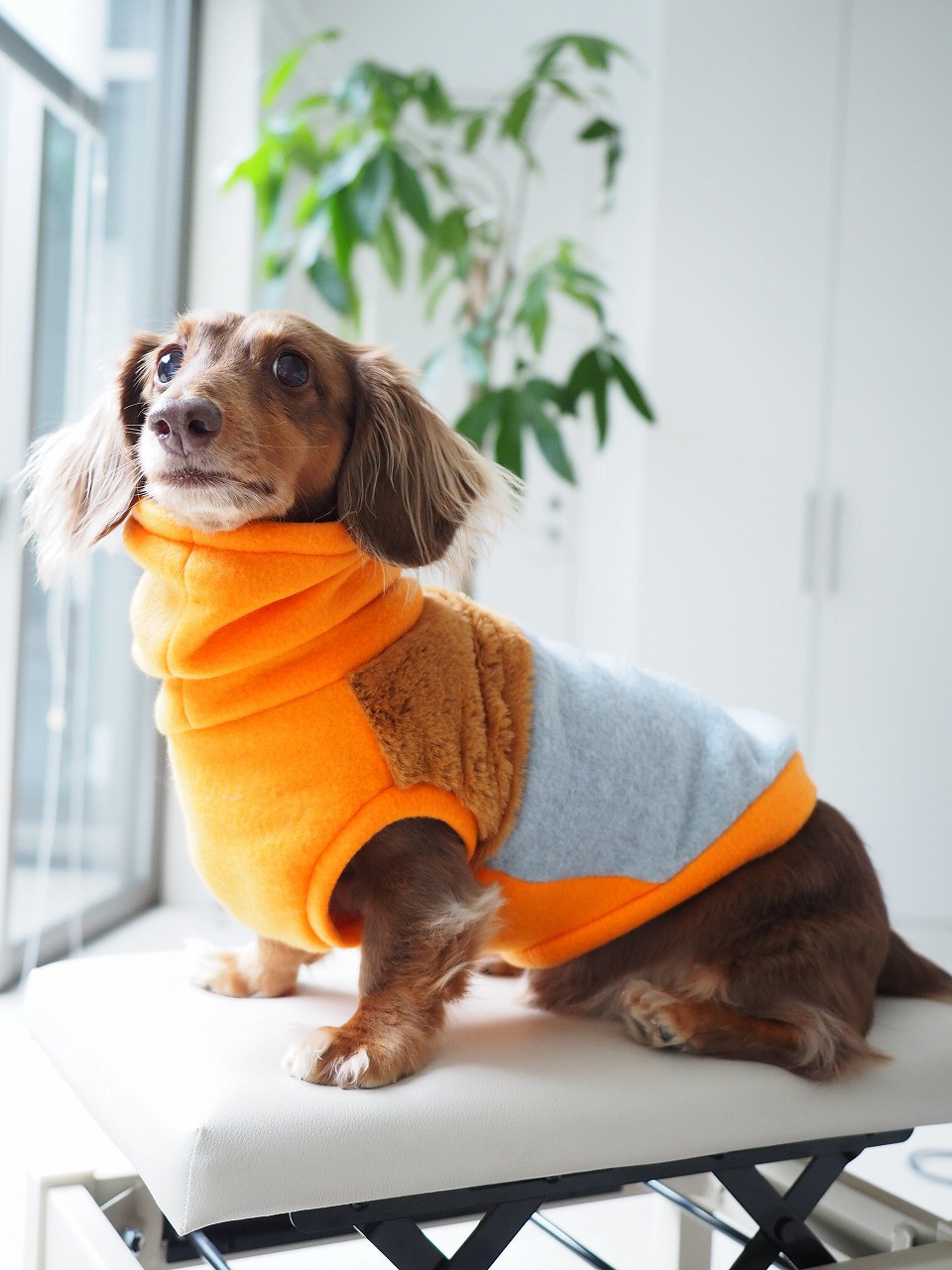 犬服 ダックスちゃんのファー付きハイネックタンクトップ オレンジ