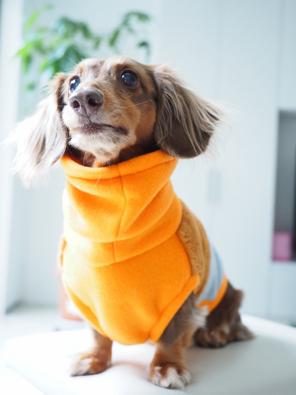 犬服　ダックスちゃんのファー付きハイネックタンクトップ　オレンジ×グレー 4枚目の画像