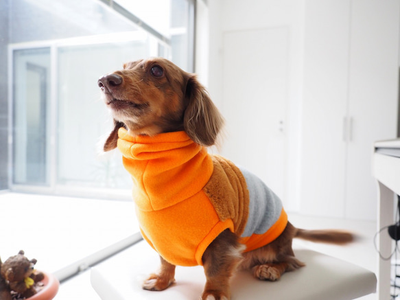 犬服　ダックスちゃんのファー付きハイネックタンクトップ　オレンジ×グレー 14枚目の画像