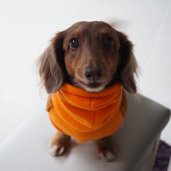 犬服　ダックスちゃんのファー付きハイネックタンクトップ　オレンジ×グレー 12枚目の画像