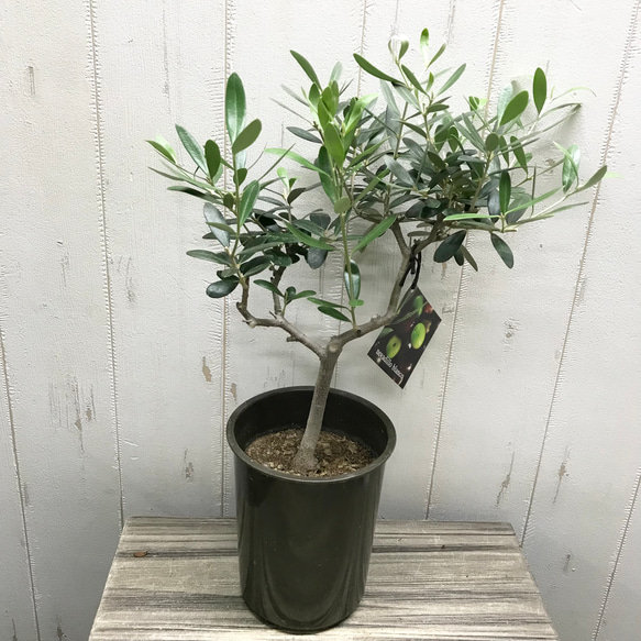 現品、オリーブの木※ネバディロ・ブランコ　お引き取り可能です！ 現品 オリーブの木 ネバディロブランコ souju 4号 31 その他インテリア