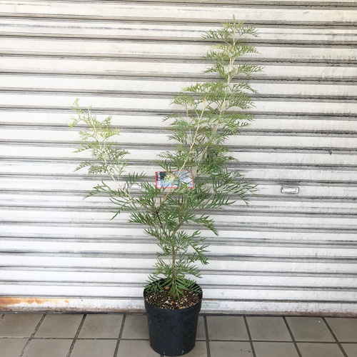 花芽あり♡ Grevillea グレビレア ピーチ アンド クリーム その他