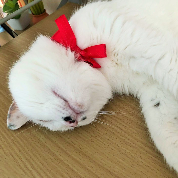 ねこちゃんのおリボン 15枚目の画像