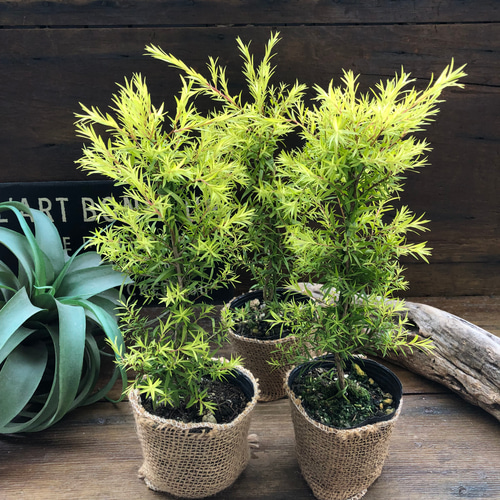 ティーツリー♡メラレウカ♡レボリューションゴールド アートフラワー