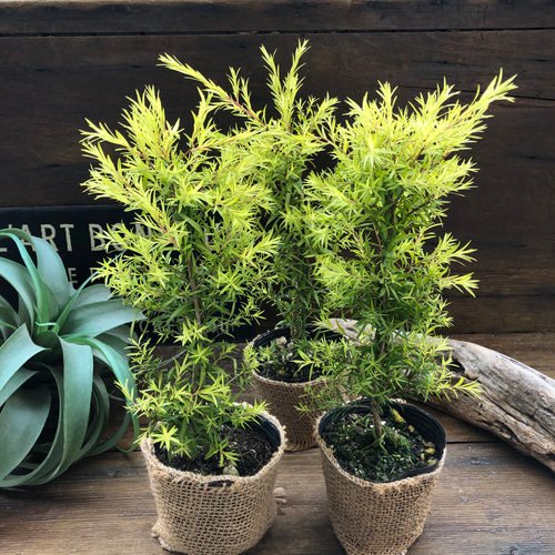 メラレウカ レボリューションゴールド 特大株 130cm❗美形 ティーツリー daifukujyubyou_r-gold20