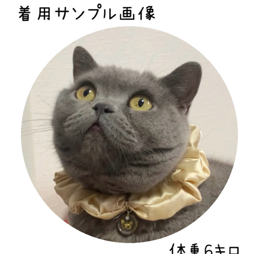 ジューンブライド (ミルクベージュ③)わんちゃん猫ちゃん用襟つき首輪