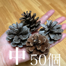 ジャンボ松ぼっくり 7個 その他素材 Karani 通販 15143002｜Creema