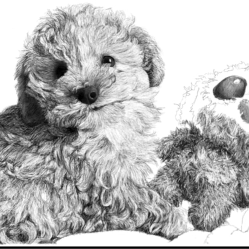 犬　絵 黒い線画手描き犬頭zentangleスタイル,黒さ,描かれた,犬の頭