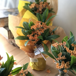 【特集掲載】金木犀の香りも届けたい！キンモクセイのキャンドルとマジカルウォーターアレンジのセット　 17枚目の画像