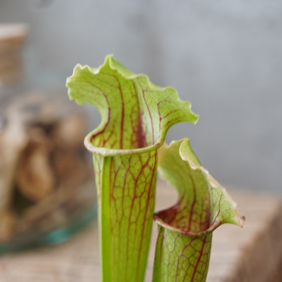 サラセニア・フィラデルフィア◆食虫植物　ギフト 1枚目の画像