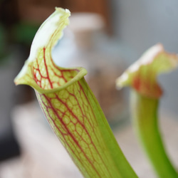 サラセニア・フィラデルフィア◆食虫植物　ギフト 6枚目の画像