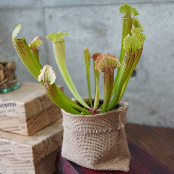 サラセニア・フィラデルフィア◆食虫植物　ギフト 4枚目の画像