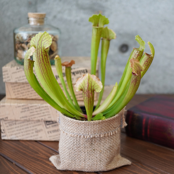 サラセニア・フィラデルフィア◆食虫植物　ギフト 2枚目の画像