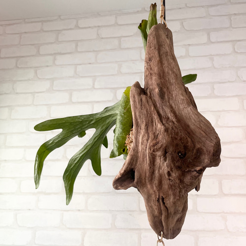 ビカクシダ コウモリラン スパーバム 流木付け 観葉植物 ハンギング