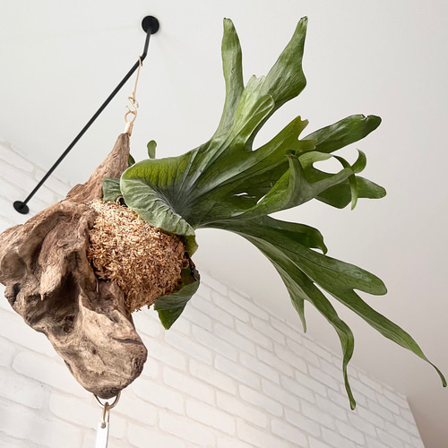 ビカクシダ コウモリラン スパーバム 流木付け 観葉植物 ハンギング