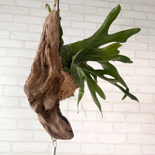 コウモリラン　ビカクシダ　流木ハンギング　グランデ コウモリラン ビカクシダ 流木ハンギング グランデ おしゃれ