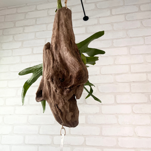 ビカクシダ コウモリラン スパーバム 流木付け 観葉植物