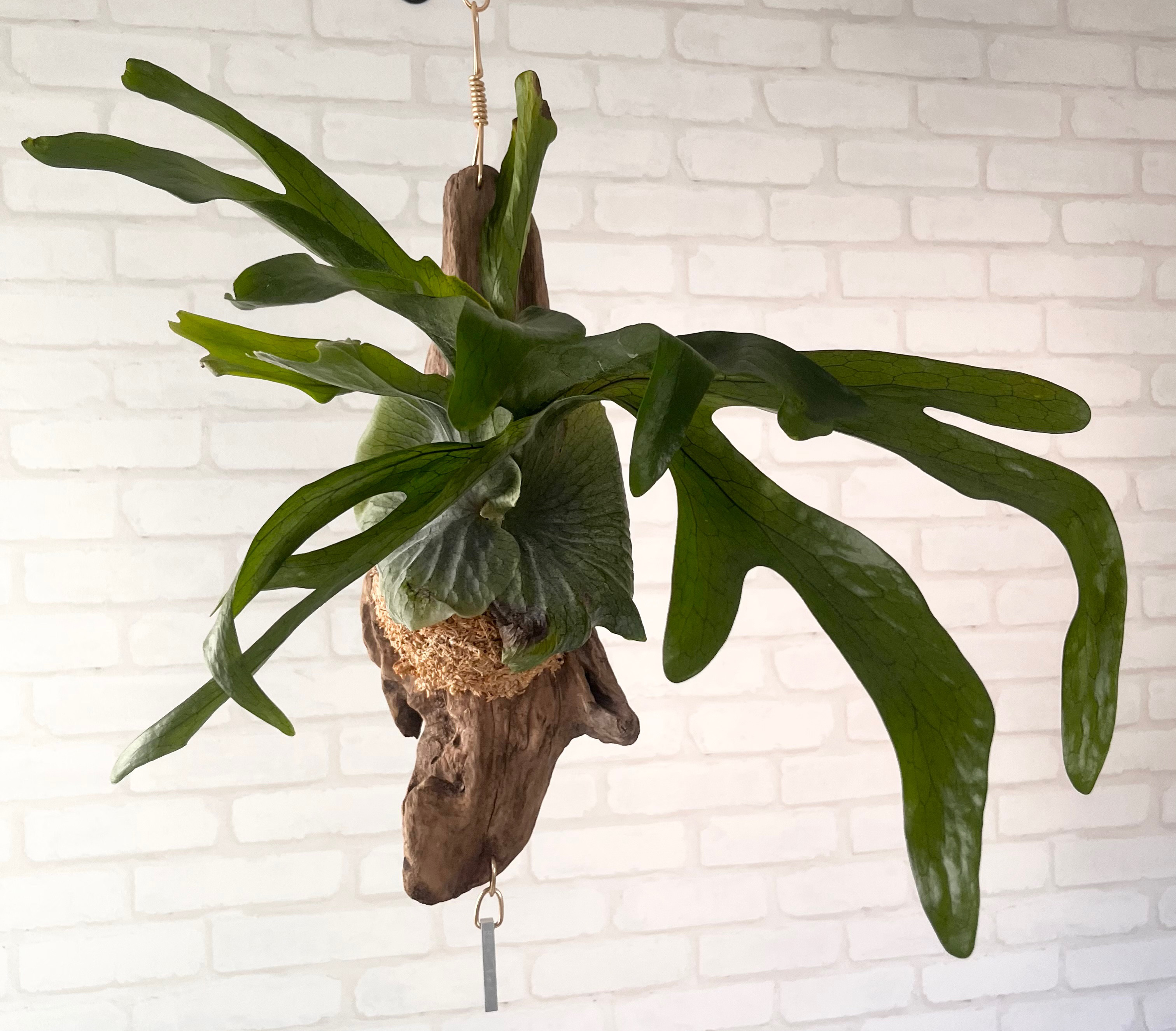ビカクシダ コウモリラン スパーバム 流木付け 観葉植物