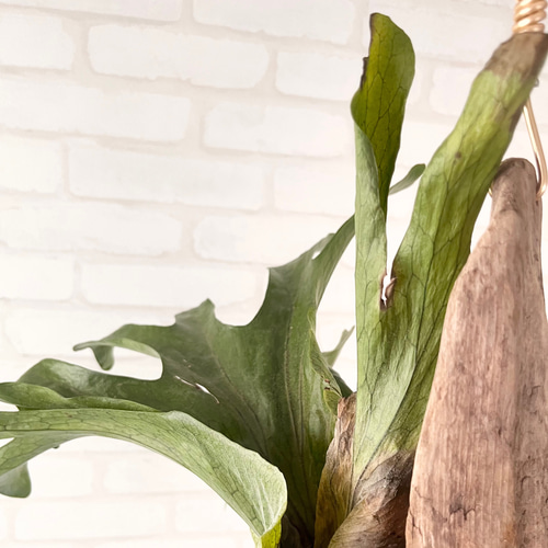 コウモリラン　ビカクシダ　流木ハンギング　グランデ ビカクシダ コウモリラン スパーバム 流木付け 観葉植物