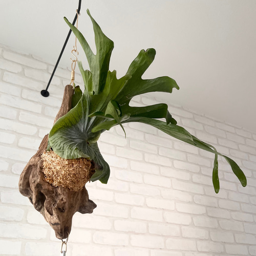 ビカクシダ スパーバム 板付 観葉植物 コウモリラン 楽天市場】おしゃれ 観葉植物：ビカクシダ コウモリラン