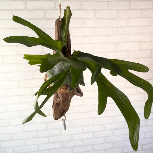 ビカクシダ（コウモリラン）・スパーバムの育て方：苔玉から板