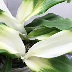 再入荷！  極斑入り  株立ち！万年青  オモト  あけぼのおもと 9枚目の画像