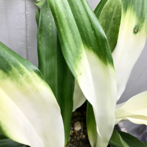 再入荷！ 極斑入り 株立ち！万年青 オモト あけぼのおもと