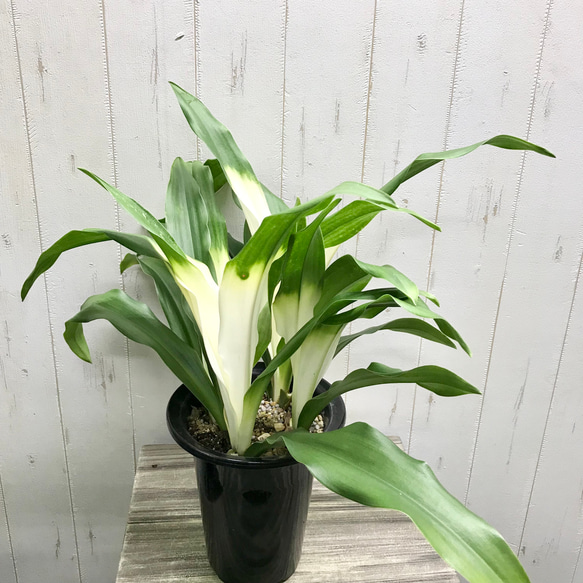 再入荷！  極斑入り  株立ち！万年青  オモト  あけぼのおもと 2枚目の画像