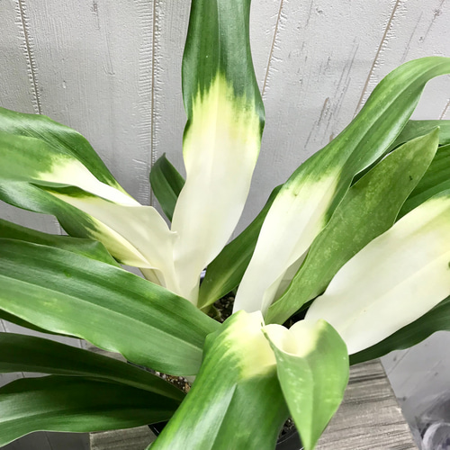 再入荷！ 極斑入り 株立ち！万年青 オモト あけぼのおもと その他