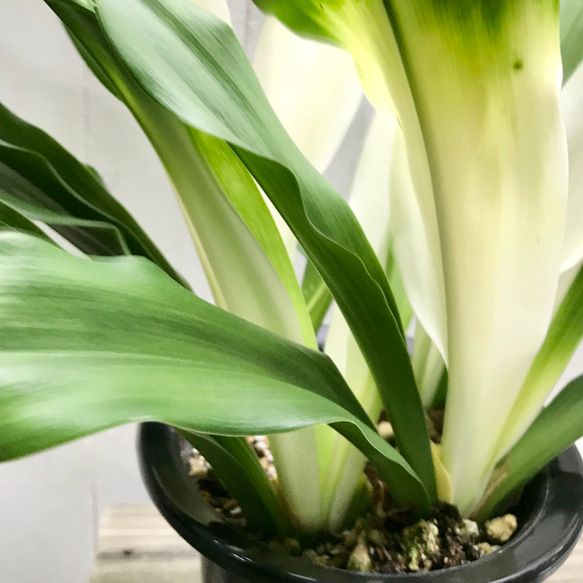 再入荷！  極斑入り  株立ち！万年青  オモト  あけぼのおもと 5枚目の画像