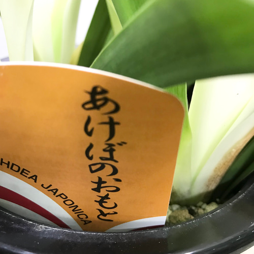 万年青　オモト　斑入り　3点セット❗ 万年青 オモト 斑入り 3点セット 楽天市場】斑入り 万年青の通販