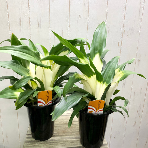 再入荷！ 極斑入り 株立ち！万年青 オモト あけぼのおもと その他