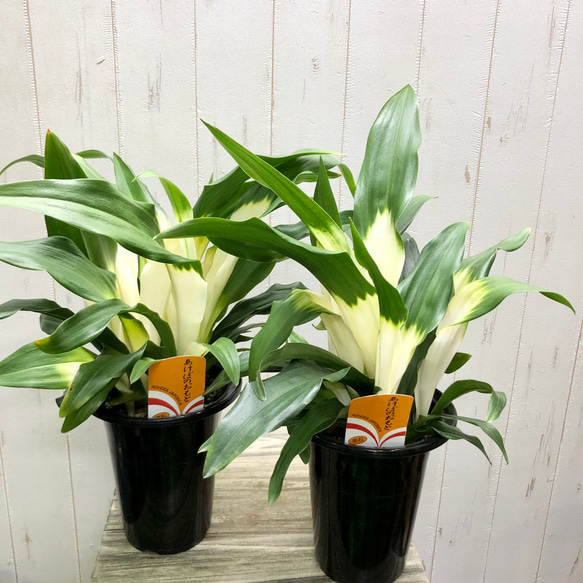 再入荷！  極斑入り  株立ち！万年青  オモト  あけぼのおもと 10枚目の画像