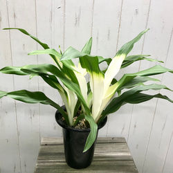 ダブルヘッド ユッカ ロストラータ アンティークテラコッタ その他