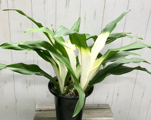 万年青　オモト　斑入り　3点セット❗ 万年青 オモト 斑入り 3点セット