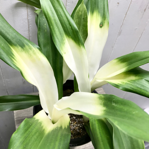 再入荷！ 極斑入り 株立ち！万年青 オモト あけぼのおもと