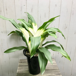 再入荷！  極斑入り  株立ち！万年青  オモト  あけぼのおもと 3枚目の画像