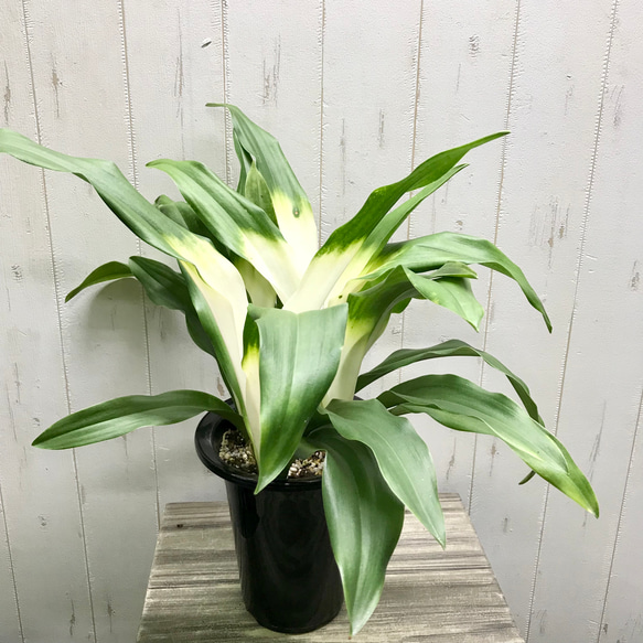 再入荷！  極斑入り  株立ち！万年青  オモト  あけぼのおもと 3枚目の画像