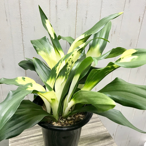 極斑入り♡ 株立ち！万年青 オモト 長寿おもと その他インテリア雑貨