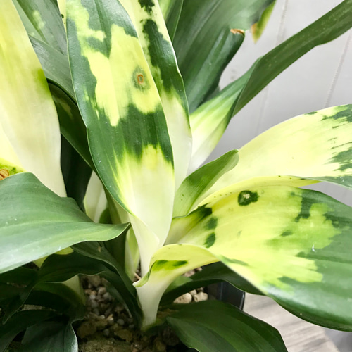 極斑入り♡ 株立ち！万年青 オモト 長寿おもと その他インテリア雑貨