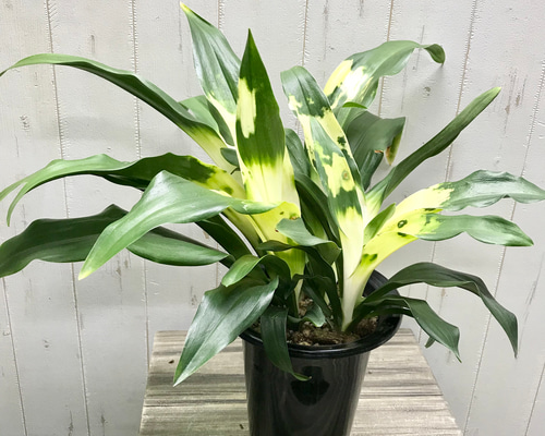 万年青　オモト　斑入り　3点セット❗ fa074396d76144d85f8e462f189ad3