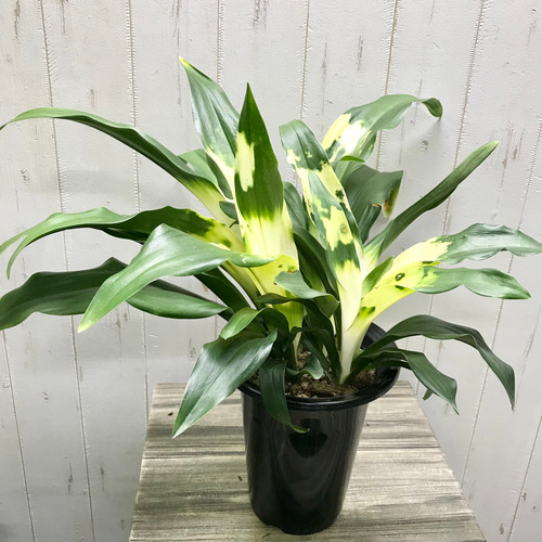 新到着 株立ち！万年青 極斑入り♡ オモト その他インテリア 長寿おもと その他観葉植物