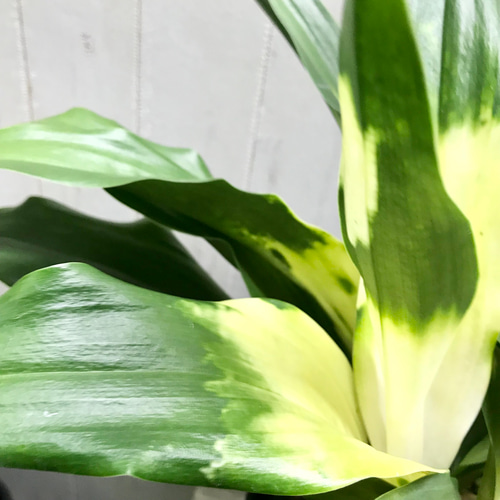 万年青　オモト　斑入り　3点セット❗ 楽天市場】斑入り万年青（オモト） 【宝船】 （宗石） 5.5号