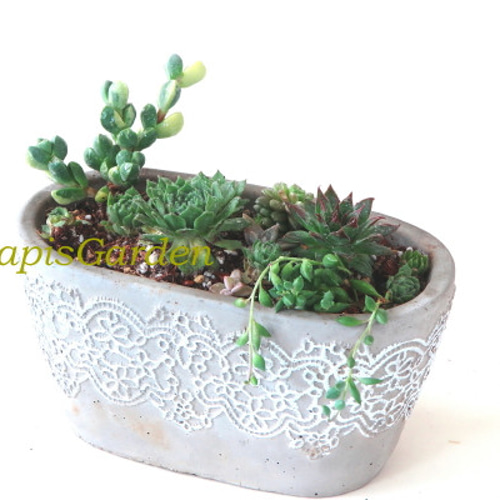 レース鉢の多肉寄せ植え☆レマーニ錦・センペル・アーモンドネックレス