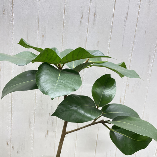 希少 幹太め フィカス ジャワゴムの木 3.5-4号 その他インテリア雑貨