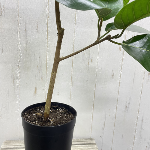 希少 幹太め フィカス ジャワゴムの木 3.5-4号 その他インテリア雑貨