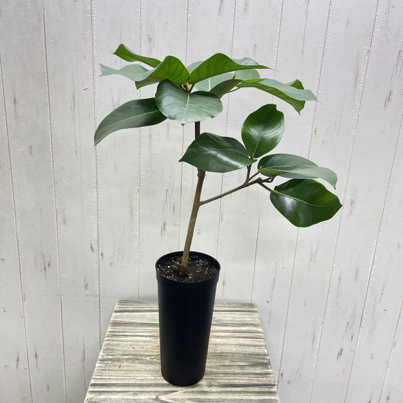 希少 幹太め フィカス ジャワゴムの木 3.5-4号 その他インテリア雑貨