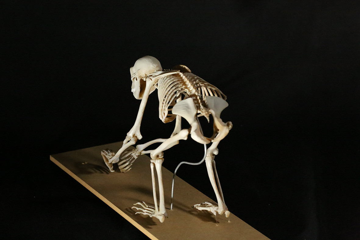【受注生産】ボノボの全身骨格レプリカ
